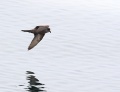 Ashy Storm-Petrel
